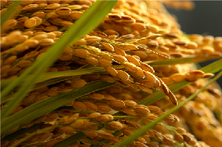 自然循環のお米京の豆っこ米