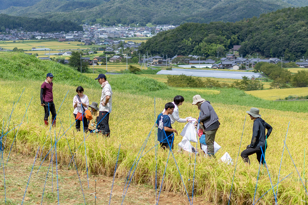 お米の美味しさは、自然の恵みと人の苦労でできている。まさ農園×京都府立大学